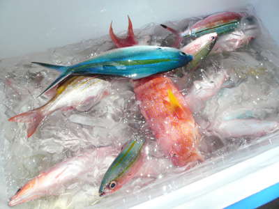 西表島で釣れるお魚「ぐるくん・ミーバイ」